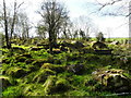 Trees and rocks, Moyle Glebe