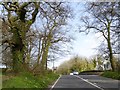 Primroses and ivy-covered trees, Flete Wood