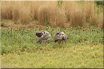 TQ2277 : View of a pair of Southern screamers preening themselves by Robert Lamb