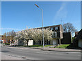 Blossom time at Cherry Hinton Library