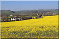 Fields of rape at Wiveliscombe