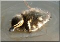 TQ0207 : Duckling, Arundel Wetland Centre by Rob Farrow