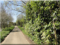 An invasive stand of bamboo in Mill Lane, Butley