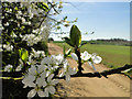 Hedgerow flowers