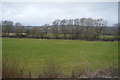 Trees along the River Severn