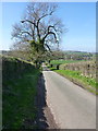 On the lane towards Sytch House Green