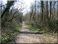 Woodland path at Owlbeech wood, Horsham, Sussex