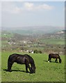 Horses grazing at Whitle