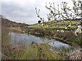 Pond at Harts Barn Craft Centre