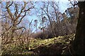 Mixed woodland in Strathlachlan