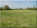 Meadow full of cowslips