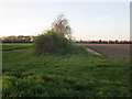 Hedgerow near South Kyme