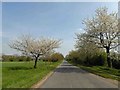 Spring blossom on West Halton Lane Alkborough