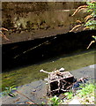 Duck on a dumped trolley in the River Sherbourne, Coventry