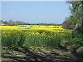 Oilseed rape crop near Eachwick Moor