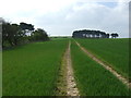 NZ0276 : Track over crop field, Kearsley Fell by JThomas