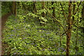 View of bluebells in Claybury Wood #5