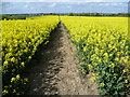 Oilseed rape at Broom Downs