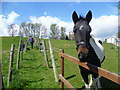 Horse alongside path to Upchurch