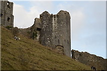 SY9582 : Corfe Castle by N Chadwick