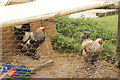 View of chickens in a run in the Redbridge Fishing Lakes #2