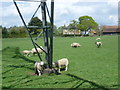 Lambs under a pylon