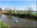 Swan on the New River