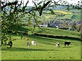 Cattle grazing above Clun.