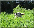 Lambs sunbathing near New Hall Farm