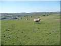 SE0534 : Sheep in pasture, Upper Bradshaw Head by Christine Johnstone