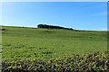 Farmland at Corseclays