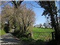 Lane at St Clether