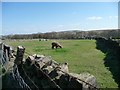 Alpaca, north of Pit Lane, Denholme