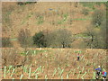 Replanting  at  Grimes  Gill  Wood