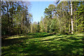 Track through the forest at Brandon Country Park