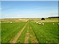 Track  through  fields  on  Six  Dales  Trail