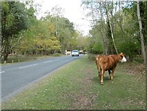 SU3302 : Stockley, jaywalking cattle by Mike Faherty