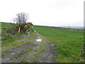 Cavanalee Townland