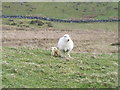 SH6131 : Ewe and newborn lamb on the Taith Ardudwy Way in spring by Jeremy Bolwell