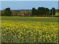 Oil seed rape crop at Bericote Fields Farm