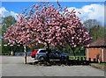 Japanese cherry tree, Springfield Park, Kidderminster