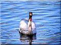SD8303 : Swan on Heaton Park Lake by David Dixon