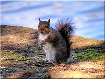 SD8303 : Squirrel by the Boating Lake at Heaton Park by David Dixon