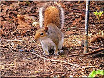 SD8303 : Young Squirrel at Heaton Park by David Dixon
