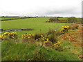 Cavanalee Townland