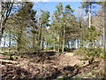 Woods southwest of Wigmore Farm