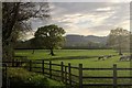 Cattle pasture by Monks Way