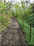 SJ9788 : Path from Bottom's Hall to Linnet Clough by Neil Theasby