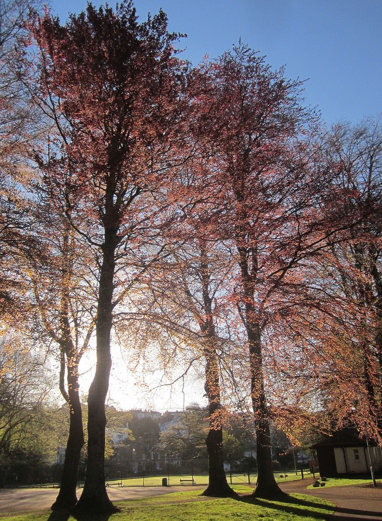 Copper Beeches, Upton Park © Derek Harper Cc-by-sa/2.0 :: Geograph ...