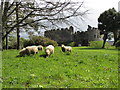 Sheep at Restormel Castle